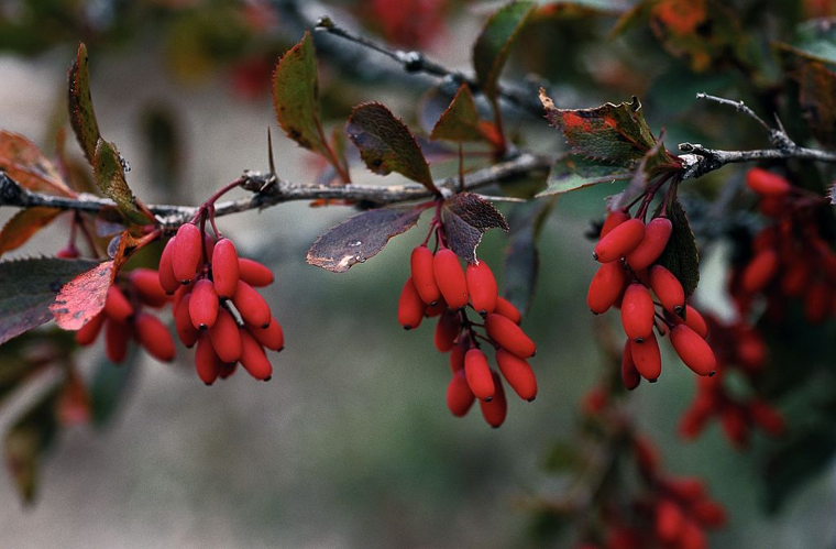 Epine vinette - fruits mûrs &copy; Bernard Nicollet - Parc national des Ecrins