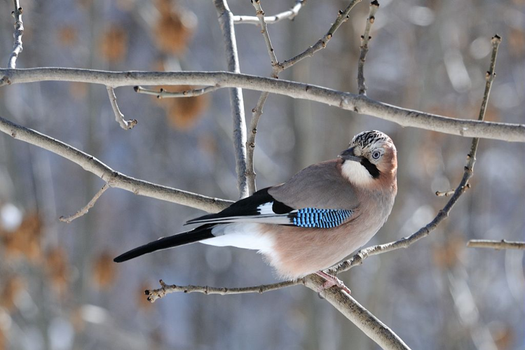 Geai des chênes &copy; Mireille Coulon - Parc national des Ecrins