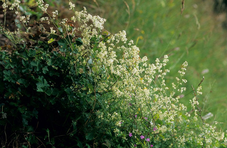 Gaillet dressé &copy; Jean-Pierre Nicollet - Parc national des Ecrins