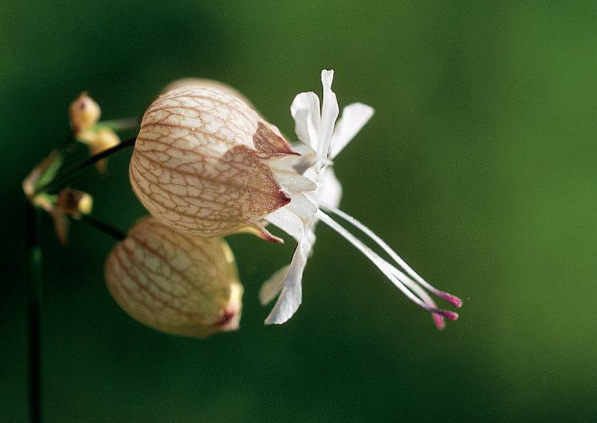 Tapotte &copy; Jean-Pierre Nicollet - Parc national des Ecrins