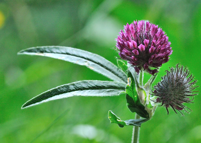 Trèfle alpestre &copy; Mireille Coulon - Parc national des Ecrins