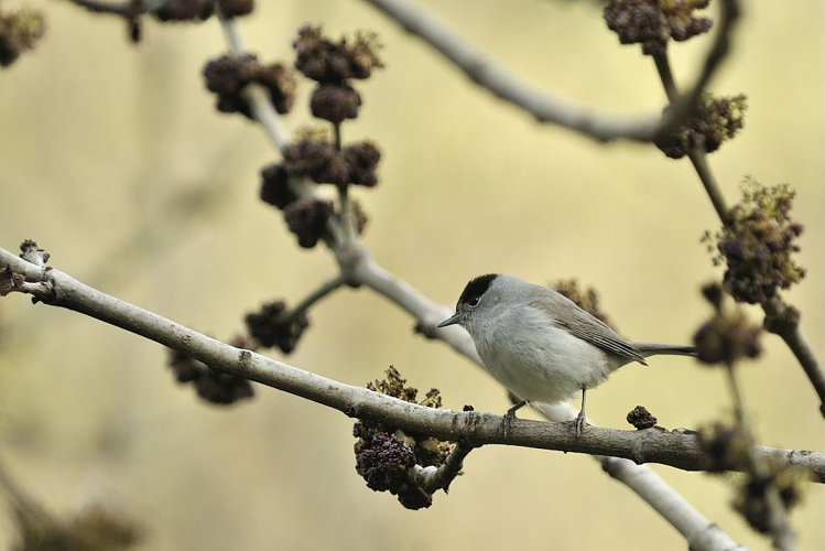 Fauvette à tête noire mâle &copy; Mireille Coulon - Parc national des Ecrins