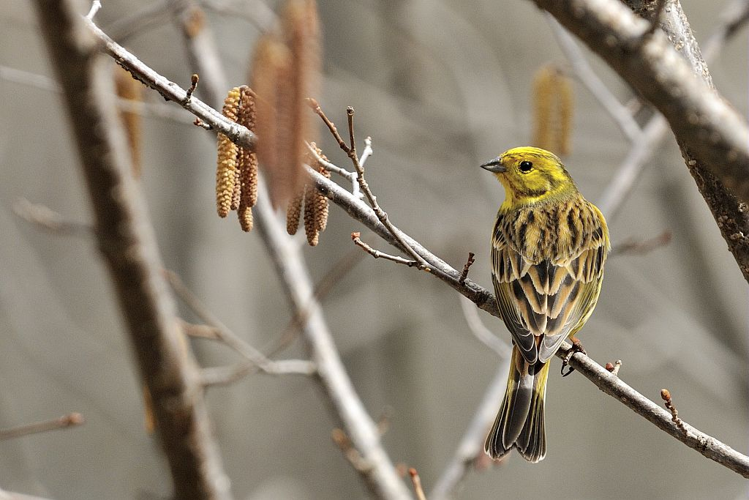 Bruant jaune &copy; Mireille Coulon - Parc national des Ecrins