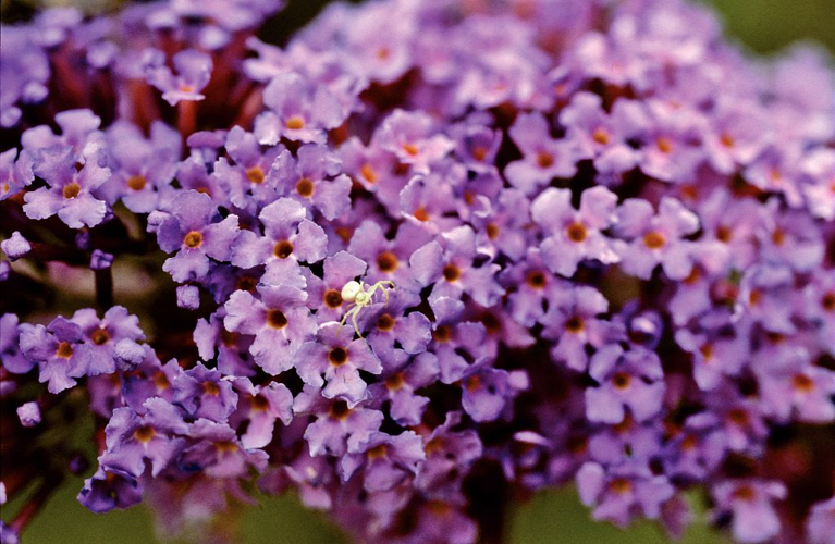 Arbre aux papillons &copy; Bernard Nicollet - Parc national des Ecrins