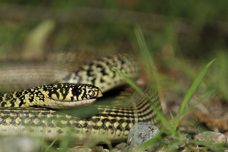 Couleuvre verte et jaune &copy; Mireille Coulon - Parc national des Ecrins
