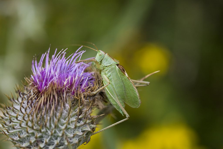 Sauterelle cymbalière - Mâle &copy; Bernard Nicollet - Parc national des Ecrins