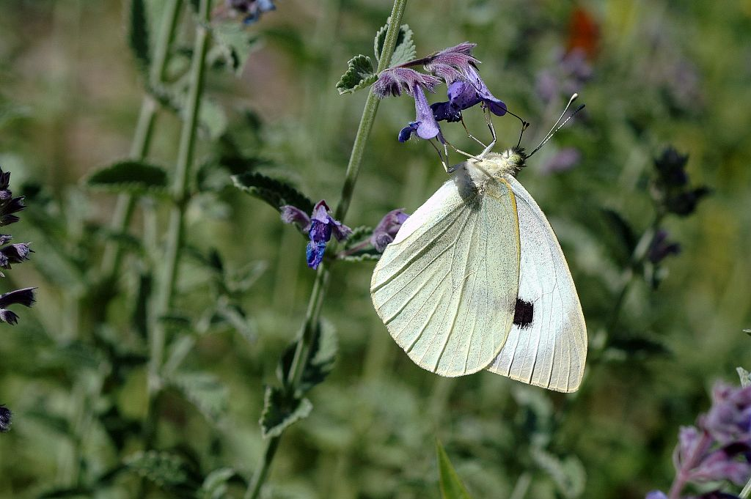 Piéride du chou &copy; Gil Deluermoz - Parc national des Ecrins