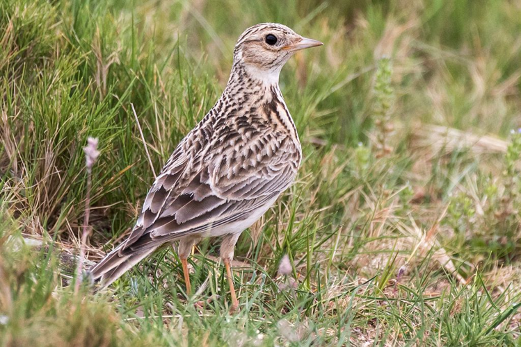 Alouette des champs &copy; Pascal Saulay - Parc national des Ecrins