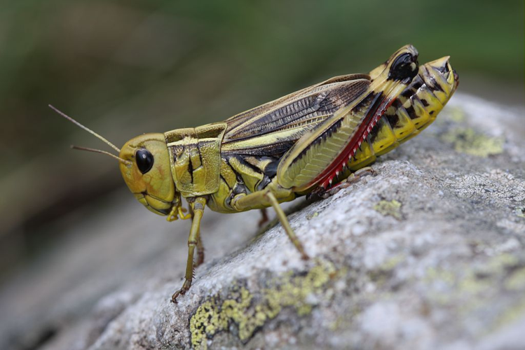 Criquet bariolé - Femelle &copy; Marc Corail - Parc national des Ecrins