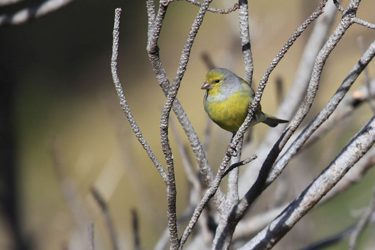 Venturon montagnard &copy; Marc Corail - Parc national des Ecrins