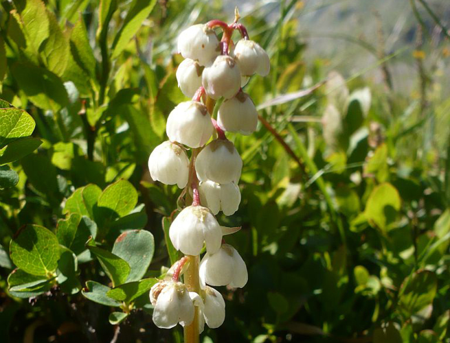 Petite pyrole &copy; Marie-Geneviève Nicolas - Parc national des Ecrins