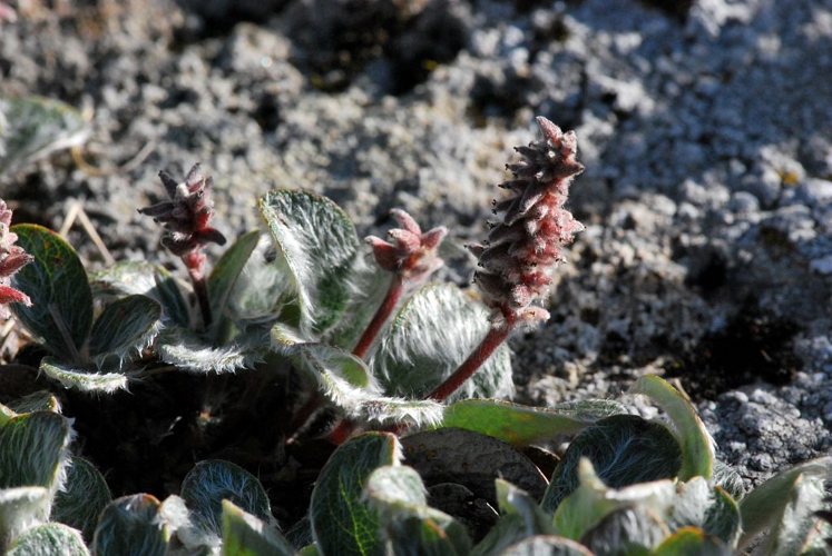 Saule à réseau, Saule à feuilles réticulées © Dominique Vincent - Parc national des Ecrins