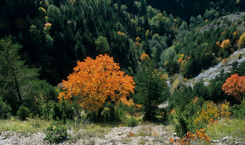 Érable à feuilles d'obier, Érable opale, Érable d'Italie &copy; Jean-Pierre Nicollet - Parc national des Ecrins