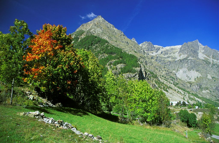 Érable champêtre, Acéraille - Champsaur &copy; Marc Corail - Parc national des Ecrins