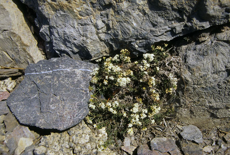 Gaillet rude &copy; Cyril Coursier - Parc national des Ecrins