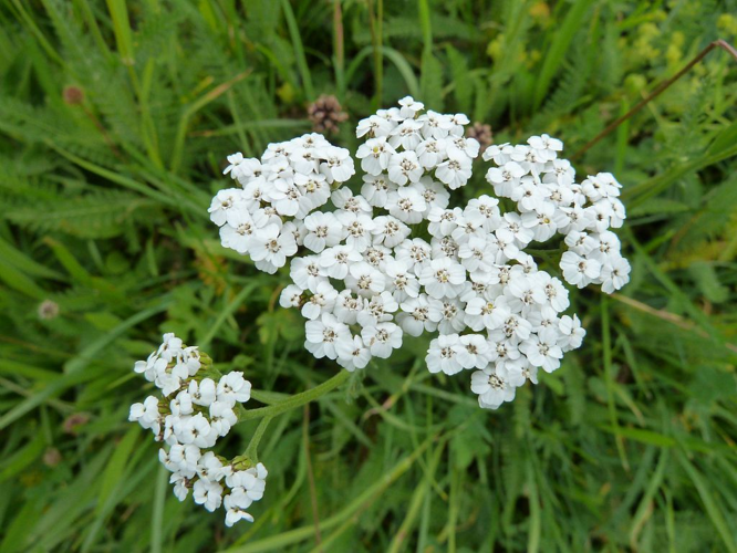 Achillée millefeuille, Herbe au charpentier, Sourcils-de-Vénus &copy; Blandine Delenatte - Parc national des Ecrins