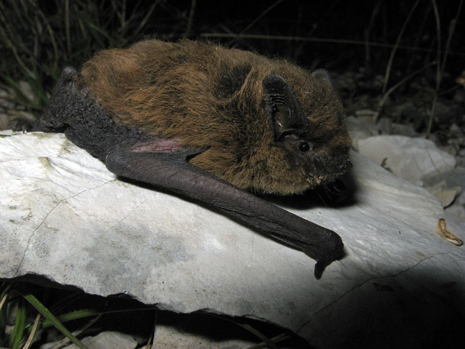 Pipistrelle de Kuhl &copy; Marc Corail - Parc national des Ecrins