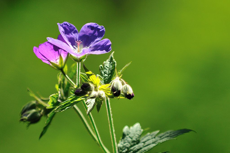 Géranium des bois, Pied-de-perdrix &copy; Mireille Coulon - Parc national des Ecrins