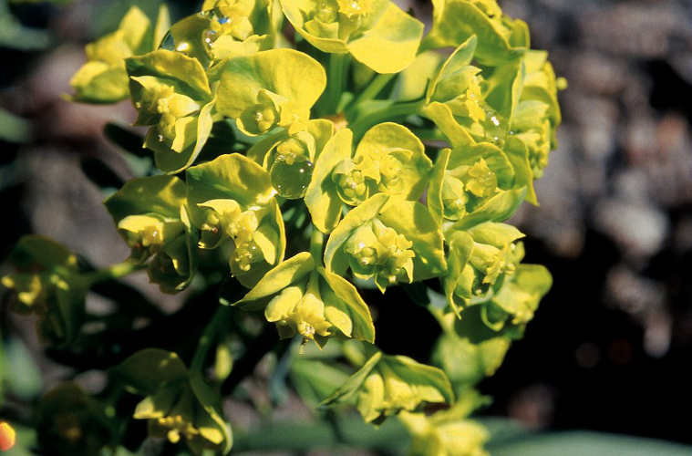 Euphorbe petit-cyprès, Euphorbe faux Cyprès &copy; Bernard Nicollet - Parc national des Ecrins