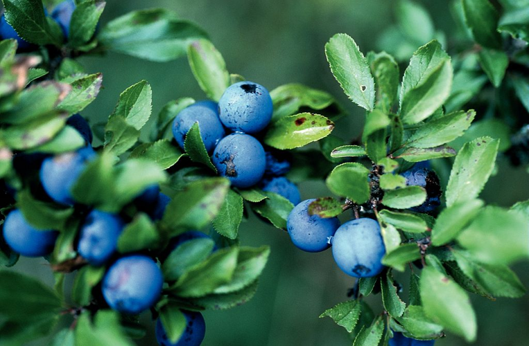 Épine noire, Prunellier, Pelossier &copy; Bernard Nicollet - Parc national des Ecrins
