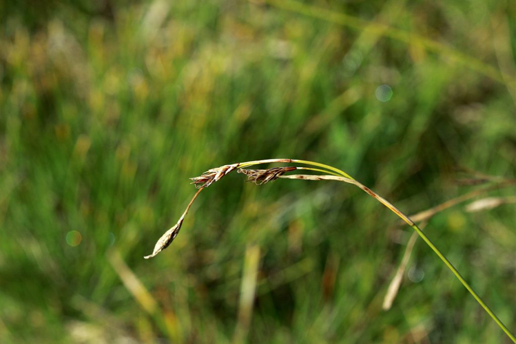 Laîche toujours verte &copy; Cédric Dentant - Parc national des Ecrins