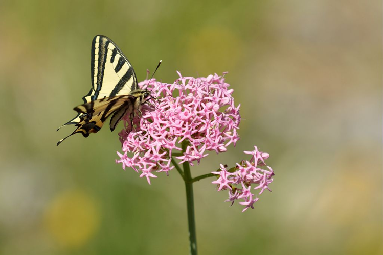 Centranthe à feuilles étroites visitée par l'alexanor &copy; Mireille Coulon - Parc national des Ecrins