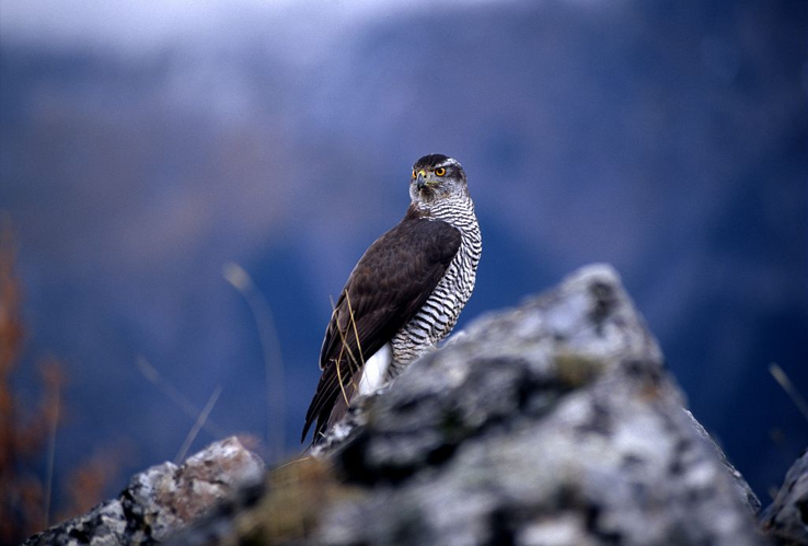 Autour des palombes &copy; Robert Chevalier - Parc national des Ecrins
