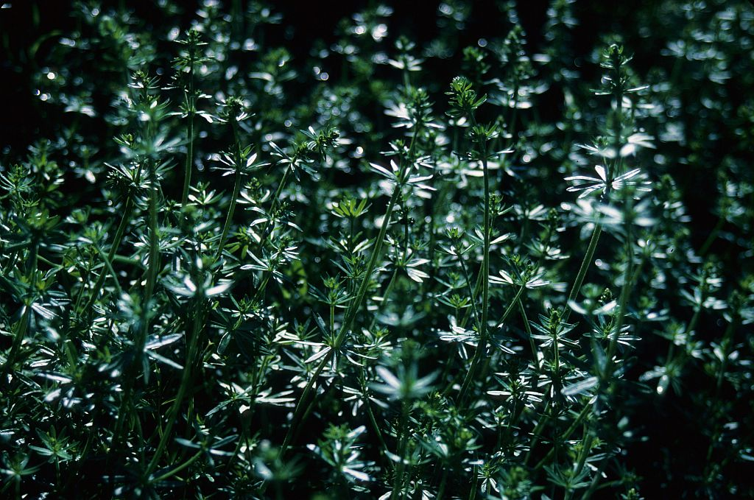Gaillet commun, Gaillet Mollugine &copy; Parc national des Ecrins