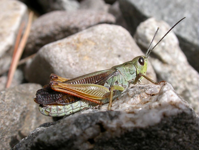 Criquet jacasseur &copy; Blandine Delenatte - Parc national des Ecrins