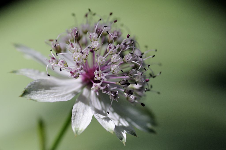 Grande Astrance, Grande Radiaire &copy; Mireille Coulon - Parc national des Ecrins