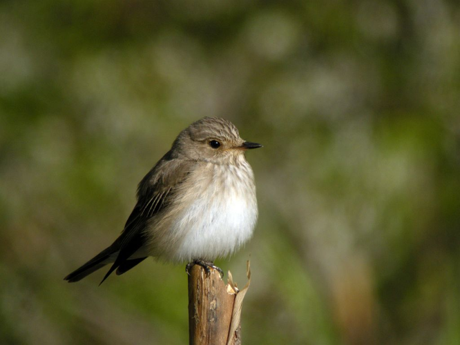 Gobemouche gris &copy; Damien Combrisson - Parc national des Ecrins
