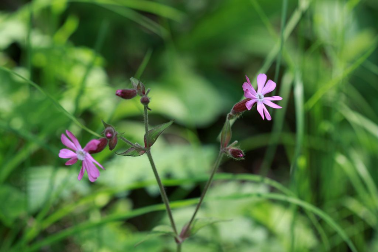 Compagnon rouge, Robinet rouge &copy; Cédric Dentant - Parc national des Ecrins