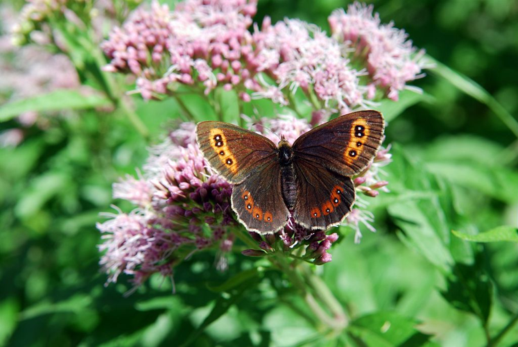 Erebia ligea &copy; Jean-Pierre Nicolet - Parc National des Ecrins