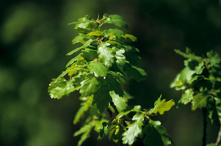 Chêne pubescent &copy; Christian Baïsset - Parc national des Ecrins
