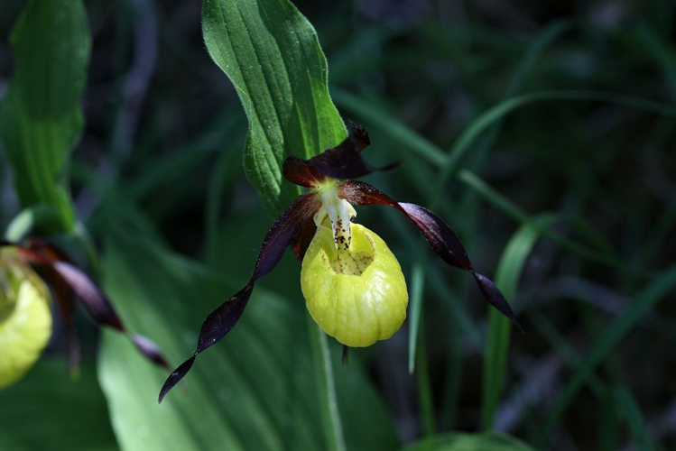 Sabot de Vénus, Pantoufle-de-Notre-Dame © Cédric Dentant - Parc national des Ecrins
