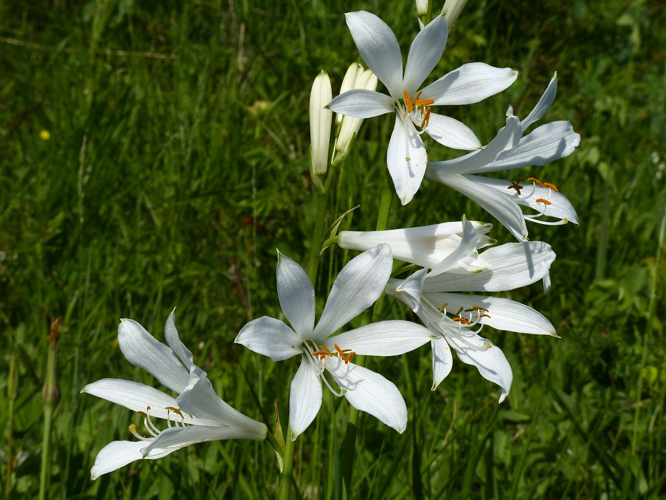 Lis des Alpes, Paradisie &copy; Ludovic Imberdis - Parc national des Ecrins