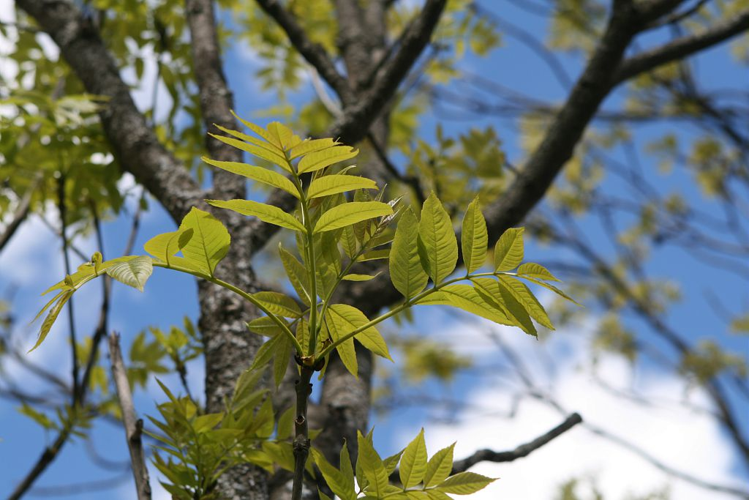 Frêne élevé, Frêne commun &copy; Marie-Geneviève Nicolas - Parc national des Ecrins