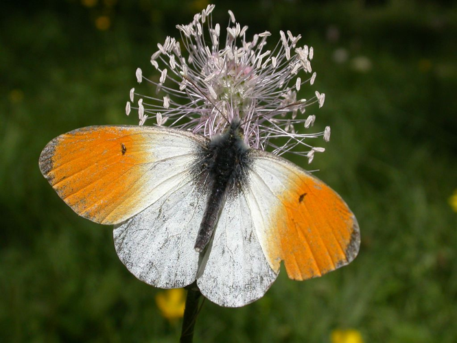 Aurore &copy; Blandine Delenatte - Parc national des Ecrins