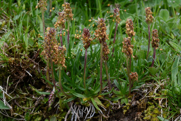 Plantain des Alpes &copy; Bernard Nicollet - Parc national des Ecrins
