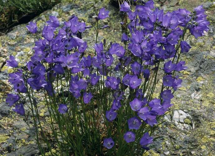 Campanule à feuilles rondes &copy; Bernard Nicollet - Parc national des Ecrins