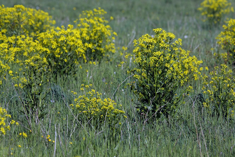 Bunias d'Orient, Roquette d'Orient - plante invasive - Chabottes - Champsaur &copy; Marc Corail - Parc national des Ecrins