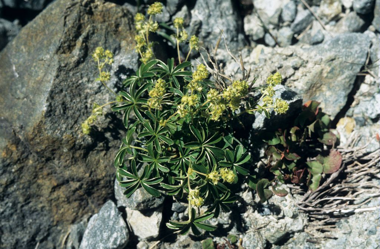 Alchémille des Alpes, Herbe de Saint-Sabin, Satinée &copy; Bernard Nicollet - Parc national des Ecrins