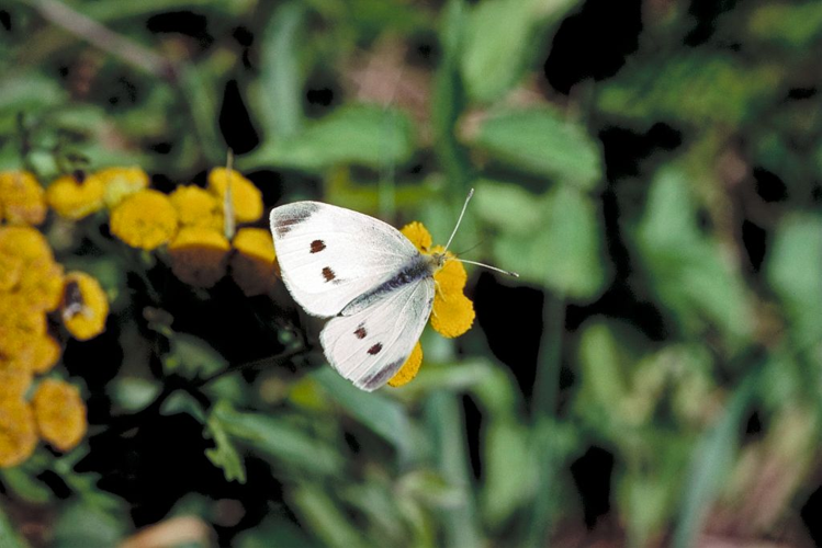 Pieris rapae &copy; Jean-Marie Gourreau Parc National des Ecrins