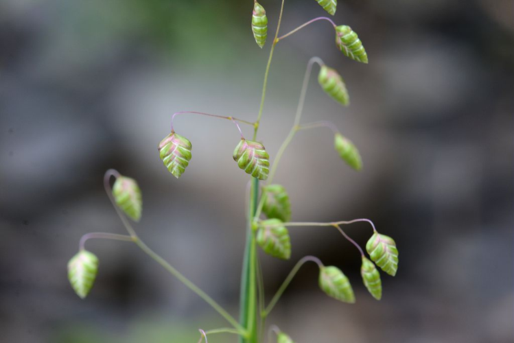 Brize intermédiaire, Amourette commune &copy; Bernard Nicollet - Parc national des Ecrins