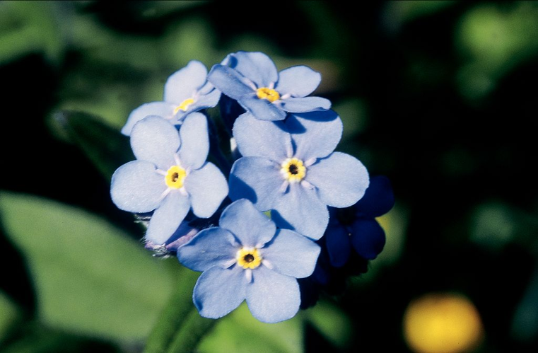 Myosotis des Alpes, Myosotis alpestre &copy; Bernard Nicollet - Parc national des Ecrins