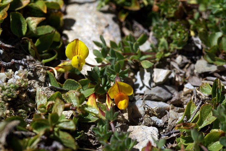 Lotier des Alpes &copy; Cédric Dentant - Parc national des Ecrins