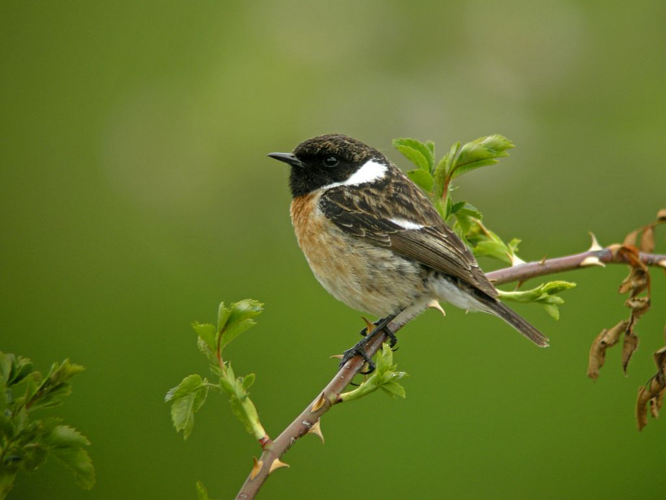 Tarier pâtre, Traquet pâtre &copy; Damien Combrisson - Parc national des Ecrins