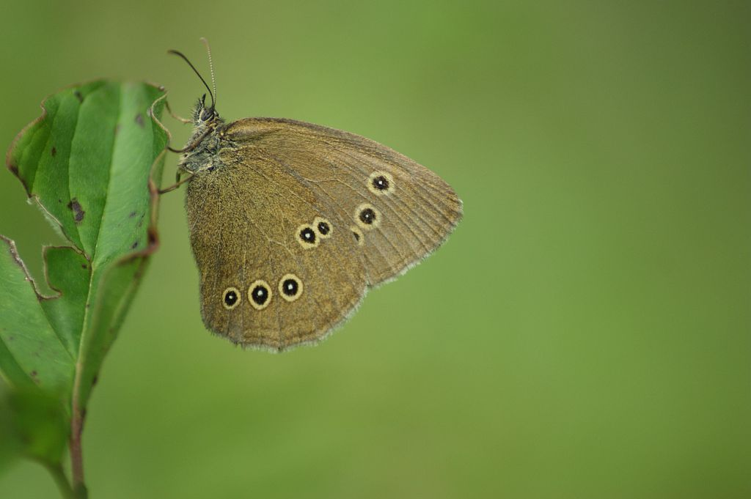 Tristan &copy; Donovan Maillard - Parc national des Ecrins