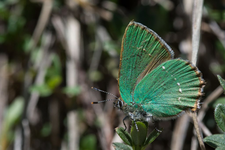 Thécla de la Ronce &copy; Mireille Coulon - Parc national des Ecrins