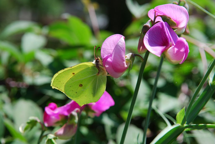 Citron - Mâle &copy; Jean-Pierre Nicollet - Parc national des Ecrins